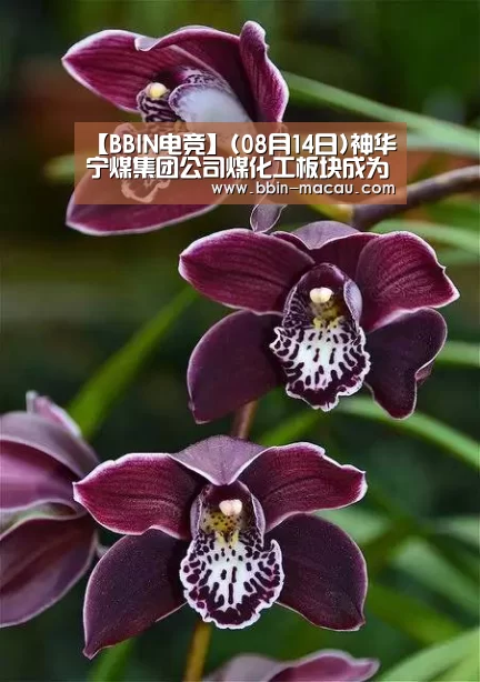 BBIN体育